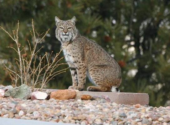 地球历史中最厉害的食肉动物,世界上有什么食肉动物