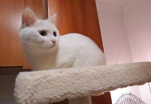 猫咪不长胖是什么原因,猫咪不吃饭是什么原因