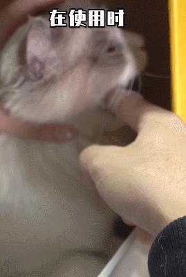 在办公室养猫是什么体验,不用牙膏只用牙刷给猫咪刷牙