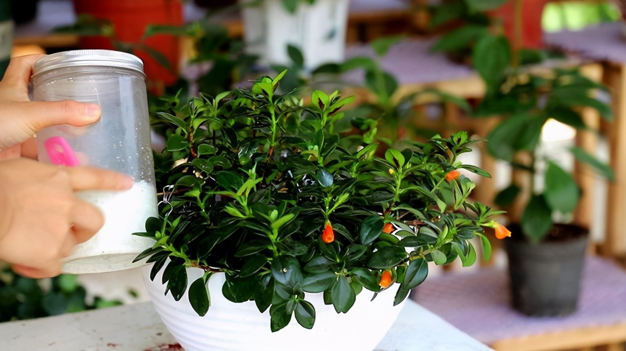 金鱼吊兰怎么养越养越亮,金鱼吊兰怎么养最旺盛