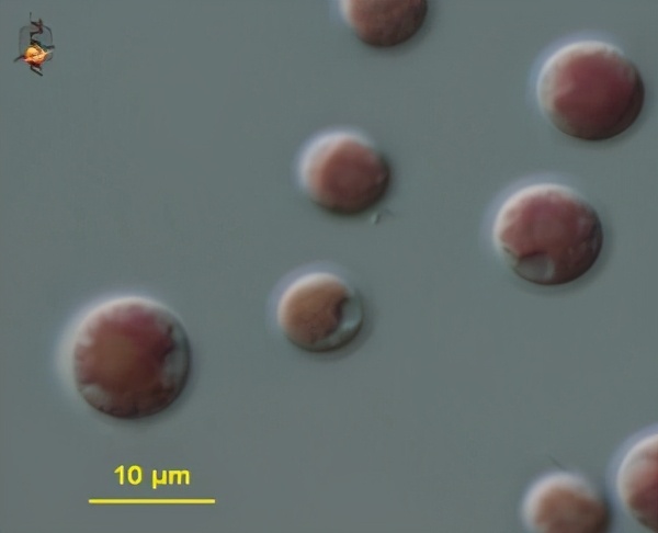 微藻的生物应用前景与展望,微藻产业化关键技术有哪些