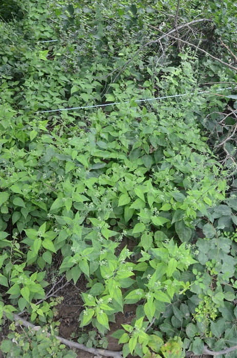 牛用鱼腥草治疗什么病最好,牛泷草分布区域