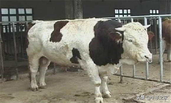 牛得布病一般几个月流产,牛习惯性流产了怎么回事