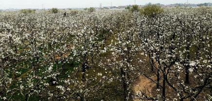 宁陵万亩梨园梨花节几号结束,宁陵梨花节是什么时间举行的