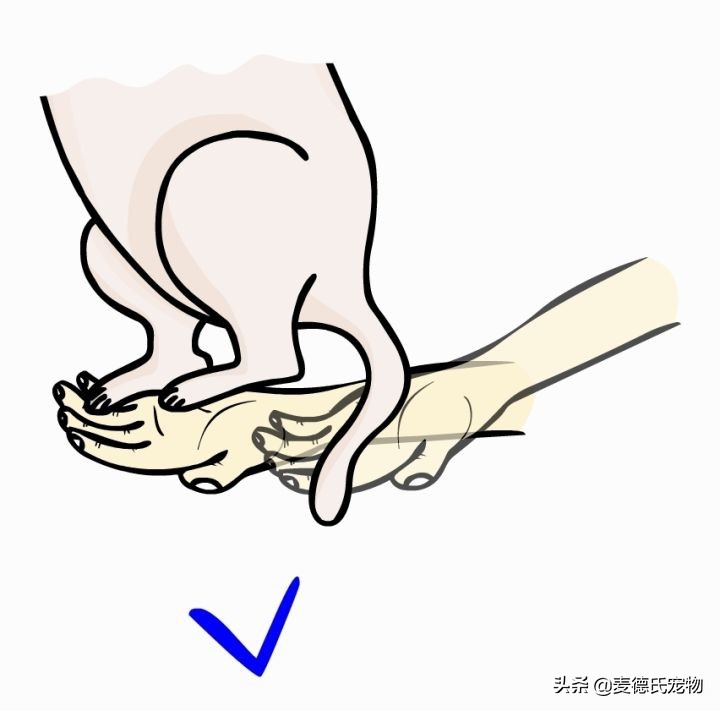 猫卧姿的正确姿势,提猫的后颈的正确姿势