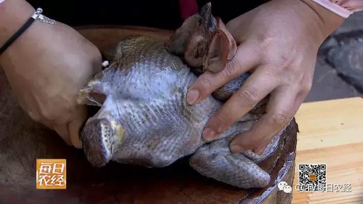 云龙诺邓火腿加工,云龙矮脚鸡