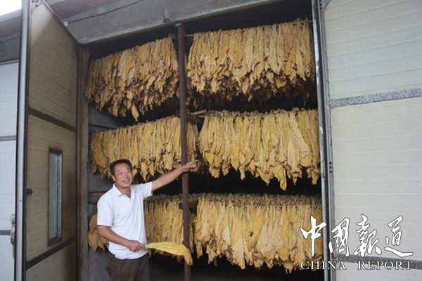 山西省垣曲县金叶烤烟购销有限公司发展烟叶种植助力脱贫攻坚