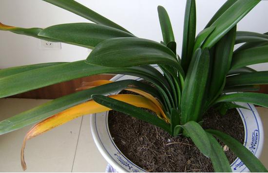 君子兰怎么养最好看看专家怎么说,最贵君子兰9999万图片