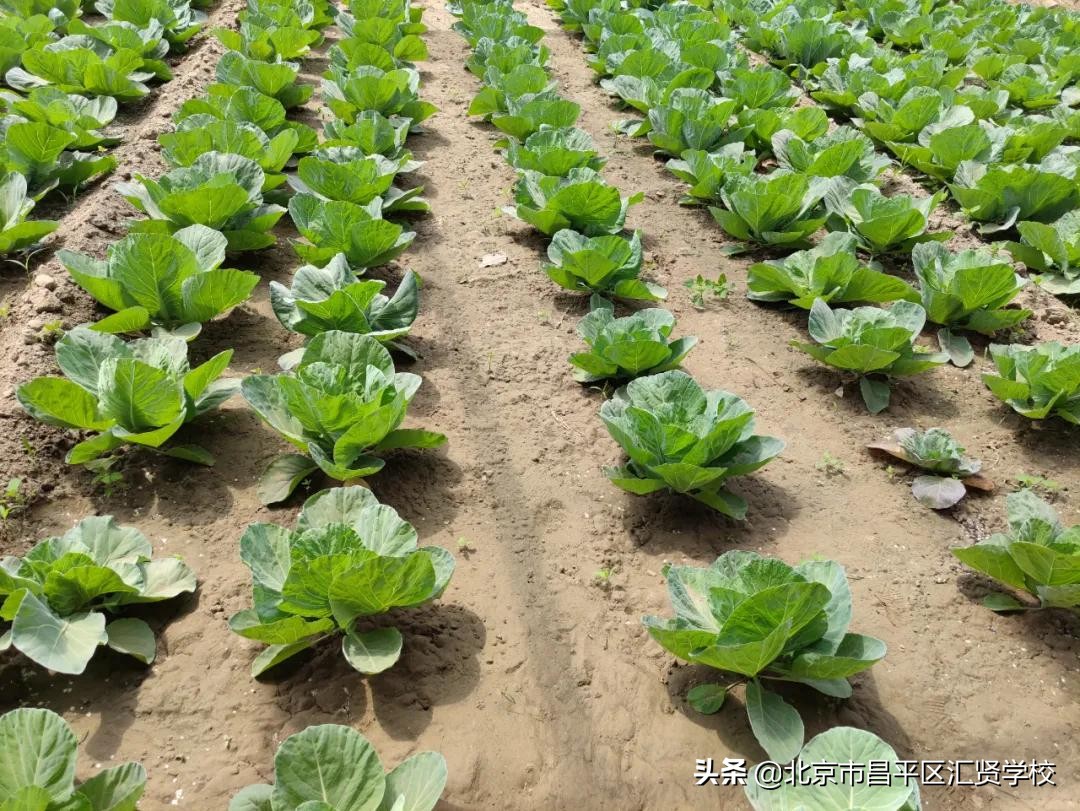 北京昌平区汇贤学校学费,昌平汇贤学校有初中和高中吗