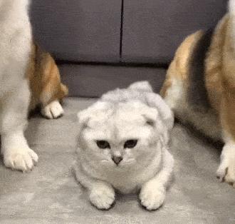 猫咪对金毛狗狗情有独钟，主人干脆买一只回来，这是什么神仙剧情