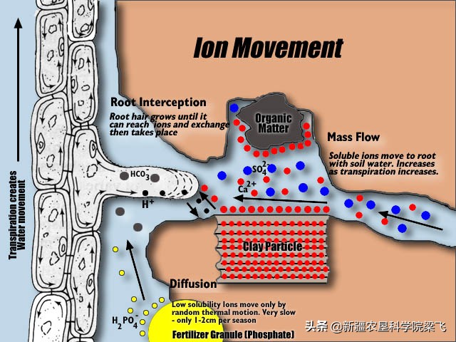硼锌铁铜钼的作用,铁铜钴锌铬硒碘氟元素作用