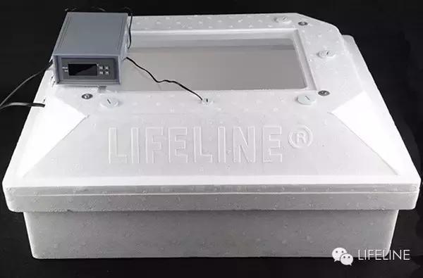 日本石龟饲养视频,石钱龟龟苗