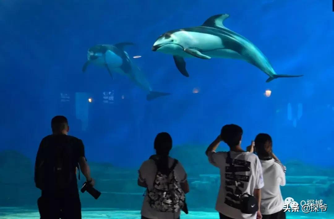 8-12岁重庆萌妹快来免费学潜水画海洋绘画还可得1大1小亲子票