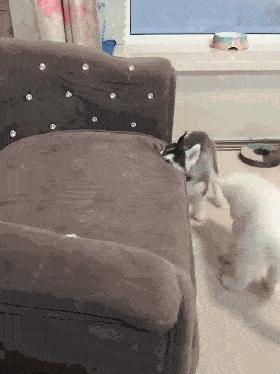 哈士奇拆家的能力到底有多强,二哈拆家和哈士奇拆家谁更厉害