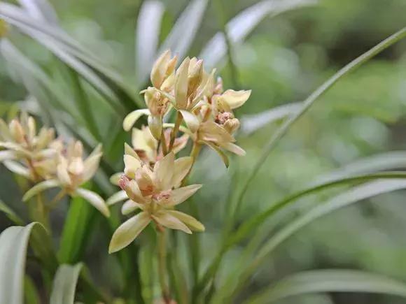 家养绿萝盆里的土越来越少怎么办,土养的绿萝要怎么样才不会黄叶子