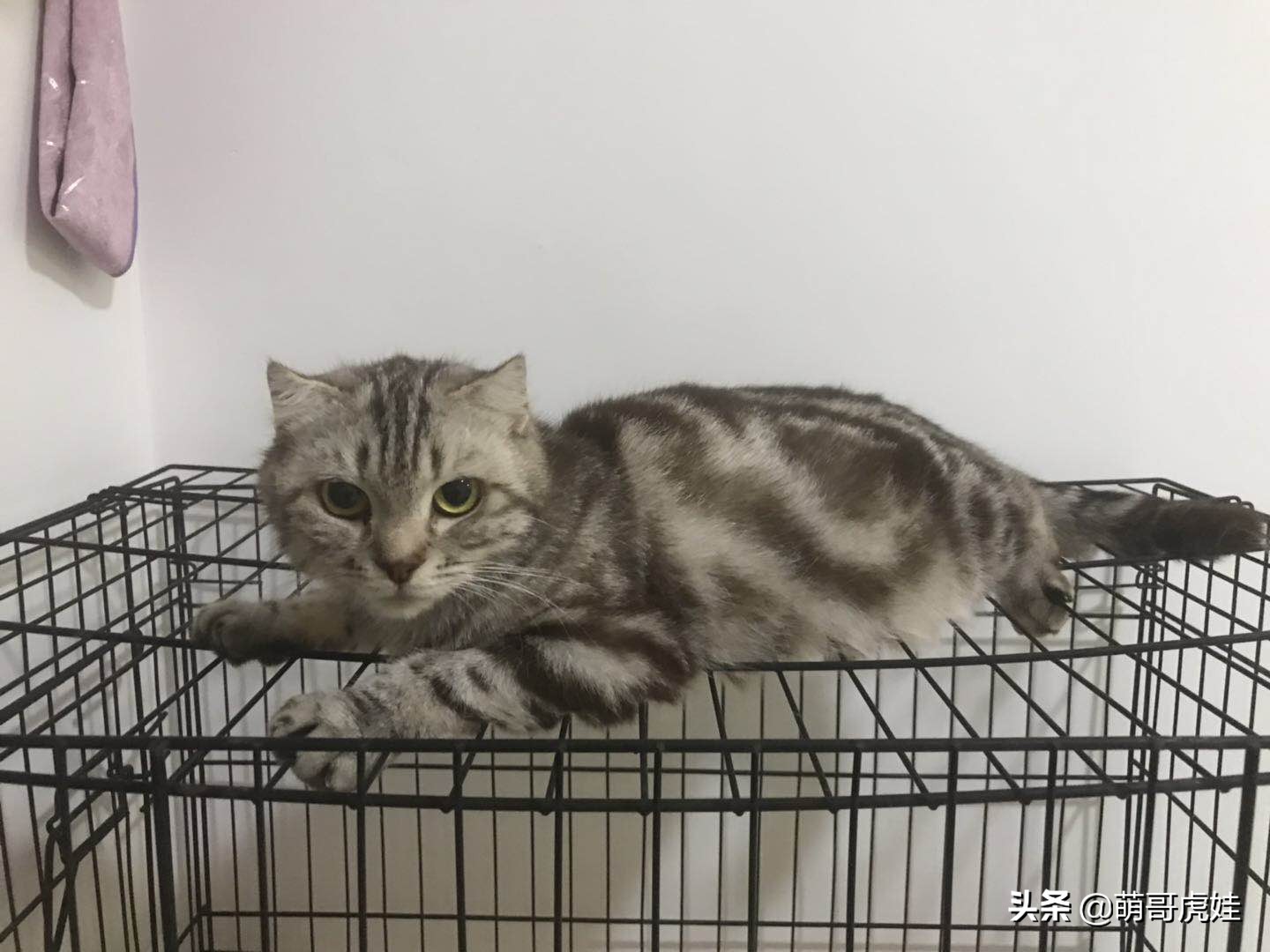 刚买来的小母猫,刚买回来的母猫幼年白狸猫