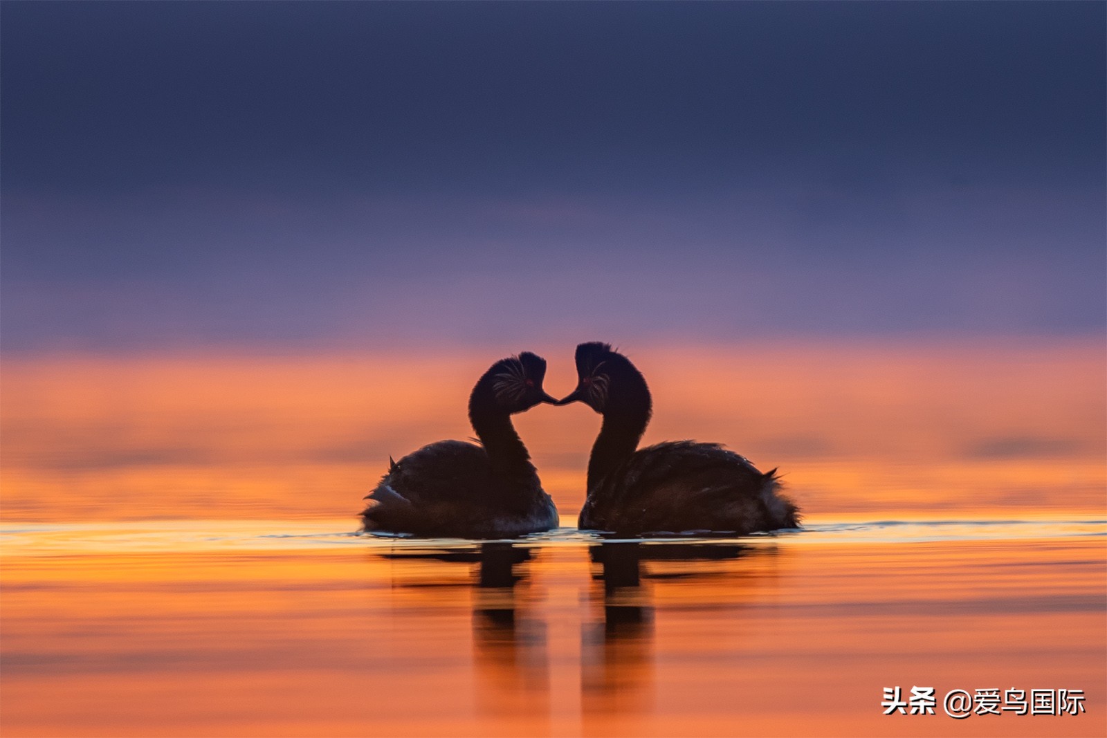 鸟类欣赏,鸟类观鸟图片