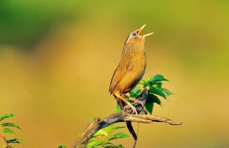 养鸟风水的大忌,养鸟必知的10大忌