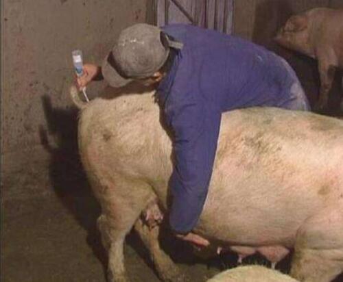 养好母猪的十大秘诀,养好母猪的七大措施