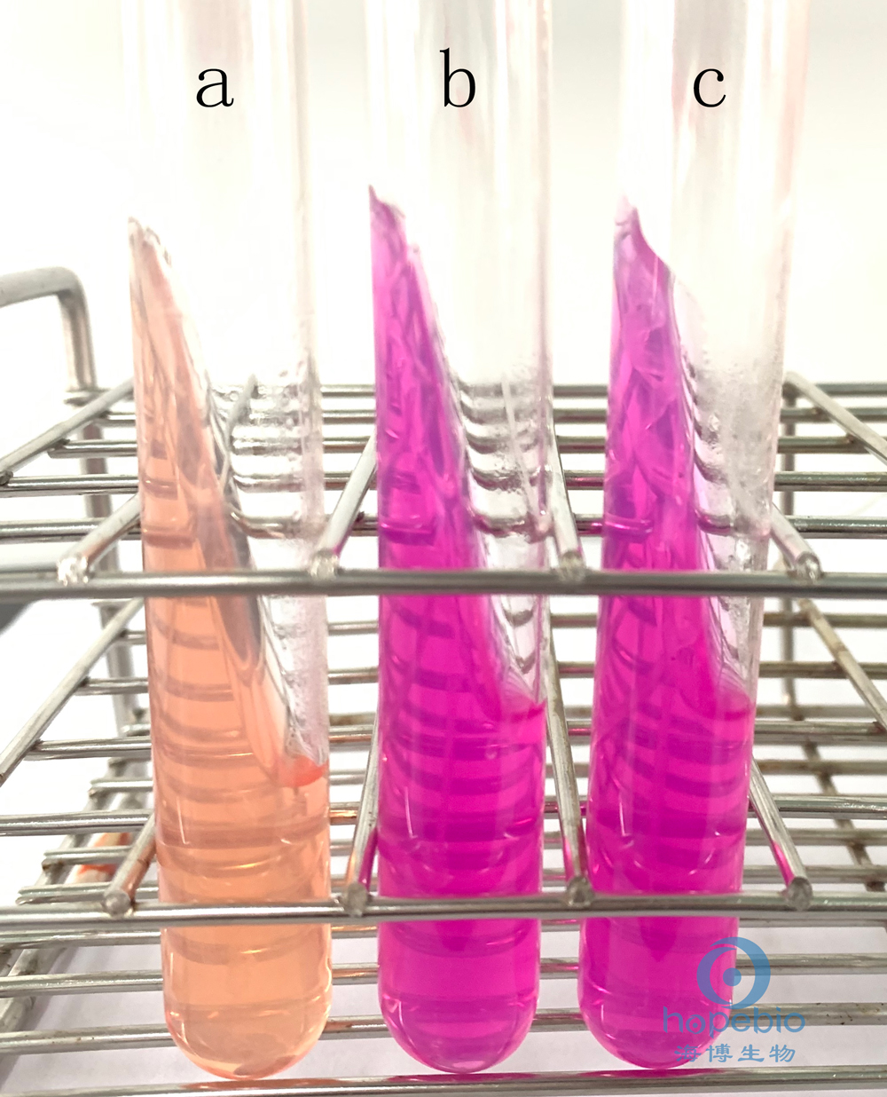 普通变形杆菌有哪些,为什么奇异变形杆菌那么难治