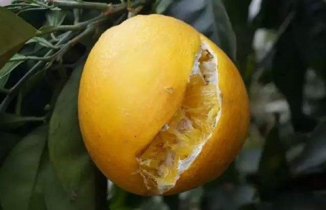 柑橘果肉没有水分硬是怎么造成的,柑橘有籽无籽是什么原因