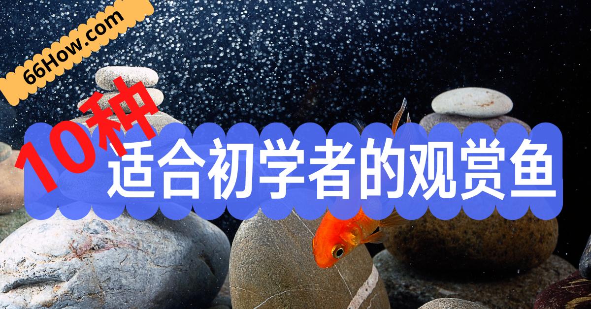 推荐几款适合新手饲养的观赏鱼,十种适合新手养的观赏鱼