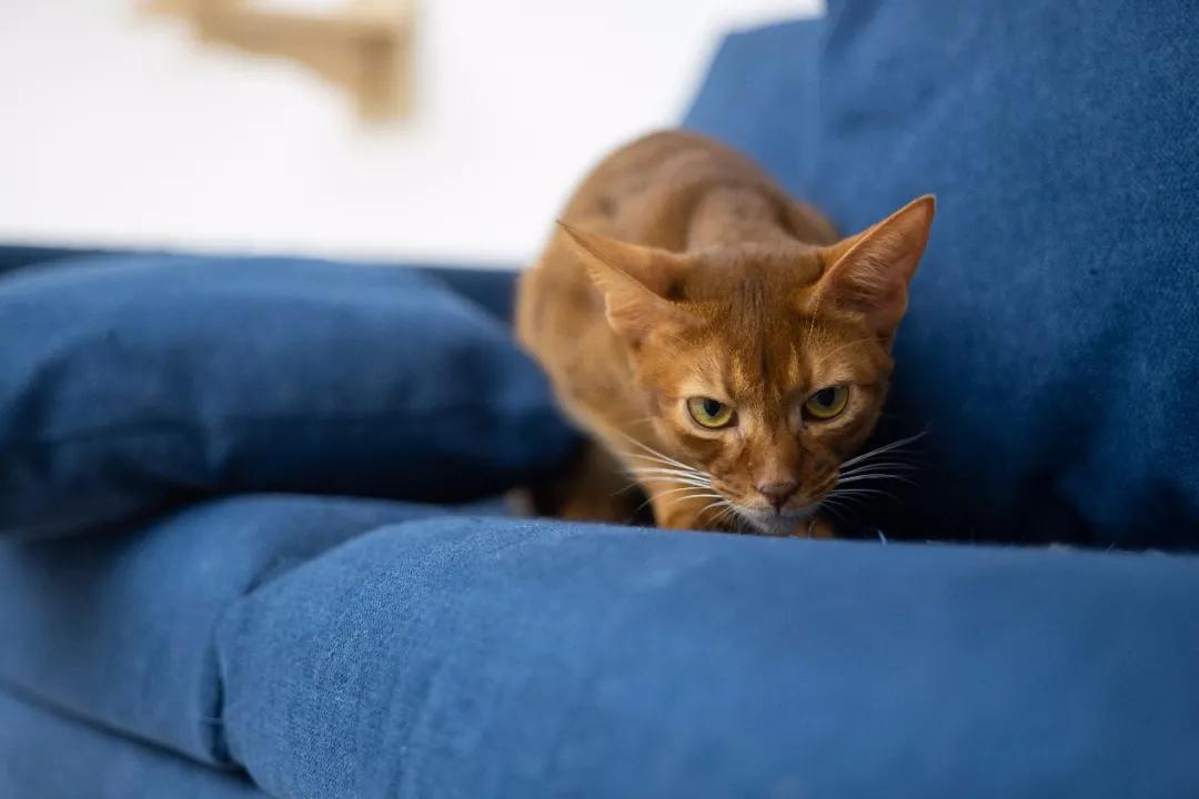 “天”作之合！天工TECHART推出全球首款康泰时G-尼康Z转接环