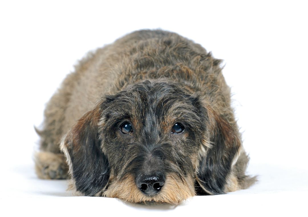 尿结石的危害视频,尿结石狗狗症状有哪些