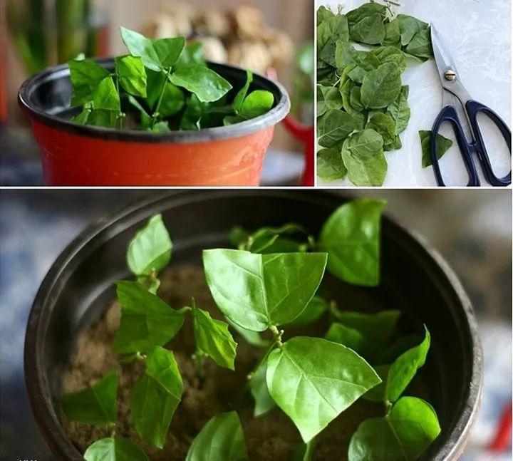 月季常见病害图解,月季枝干高花苞小怎么办