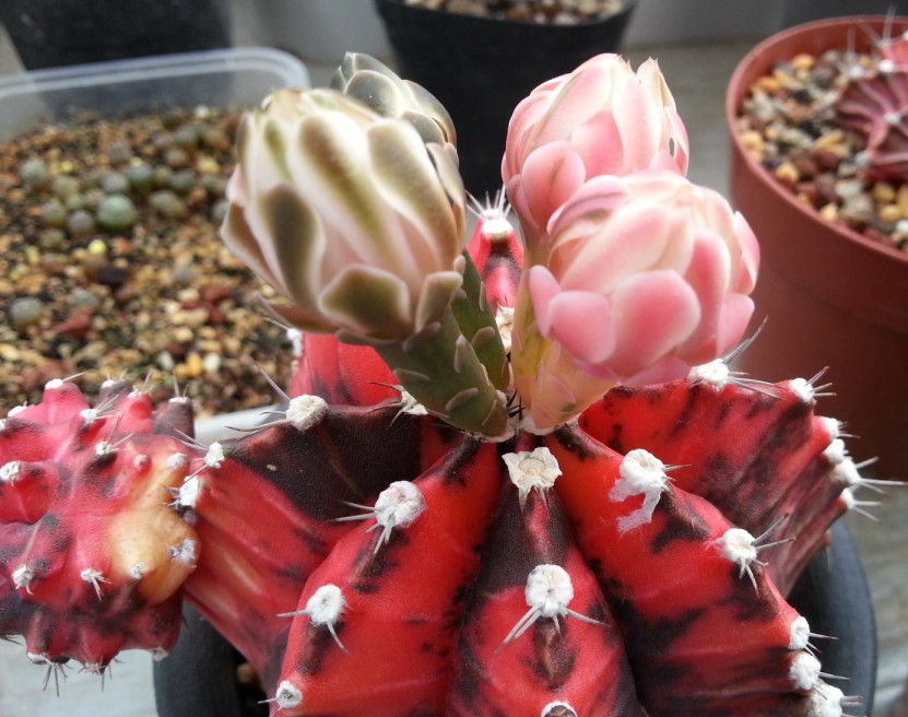 “常年丑貌君不问，一日花红万户惊”——仙人掌的产地及精品赏析