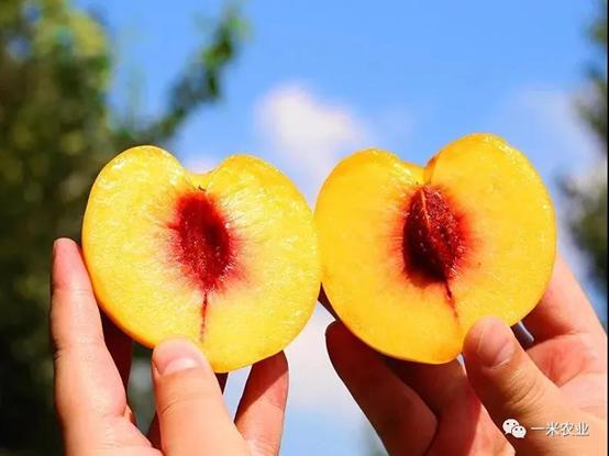 一年一度的黄桃季又来啦,黄桃丰收的季节到了