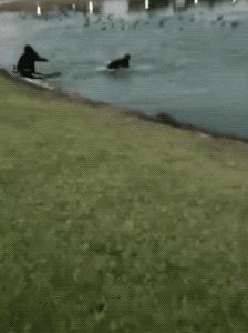 因为爸爸反对家里养狗,奶奶死活不让养狗怎么办