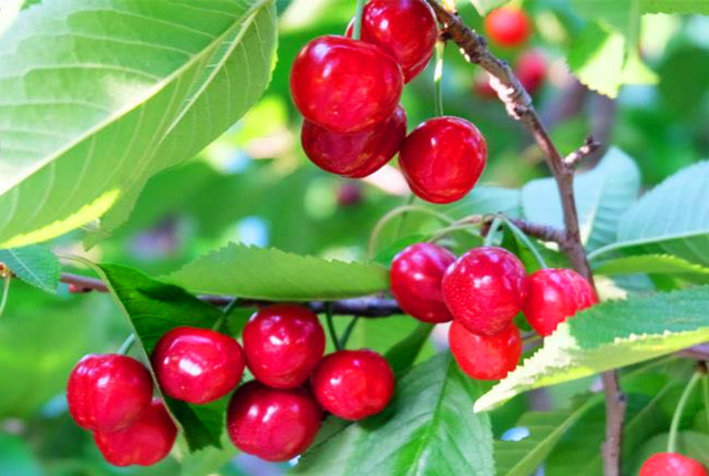 济南樱桃采摘园推荐,鲜果采摘园樱桃