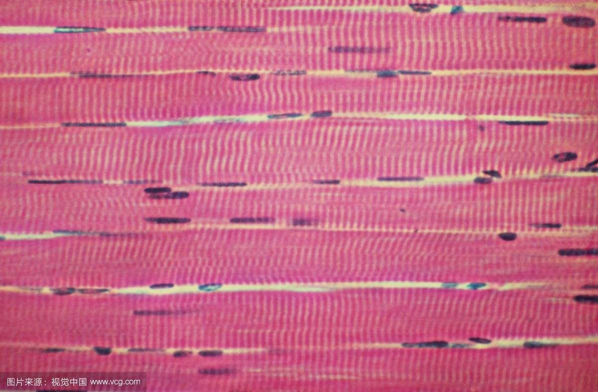 我们是怎么动起来的,心动的人的心脏是怎么跳动的