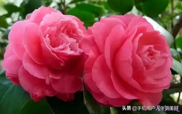 婚姻，到底是原装的好？还是组装的好？