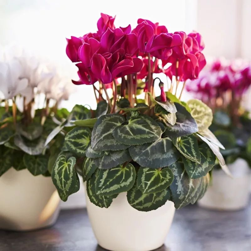 过年家里必摆的九道菜,过年家里摆的喜庆的物件