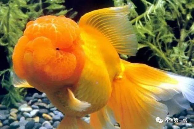 金鱼的种类图片和名字观赏,金鱼的品种分别有哪些图片