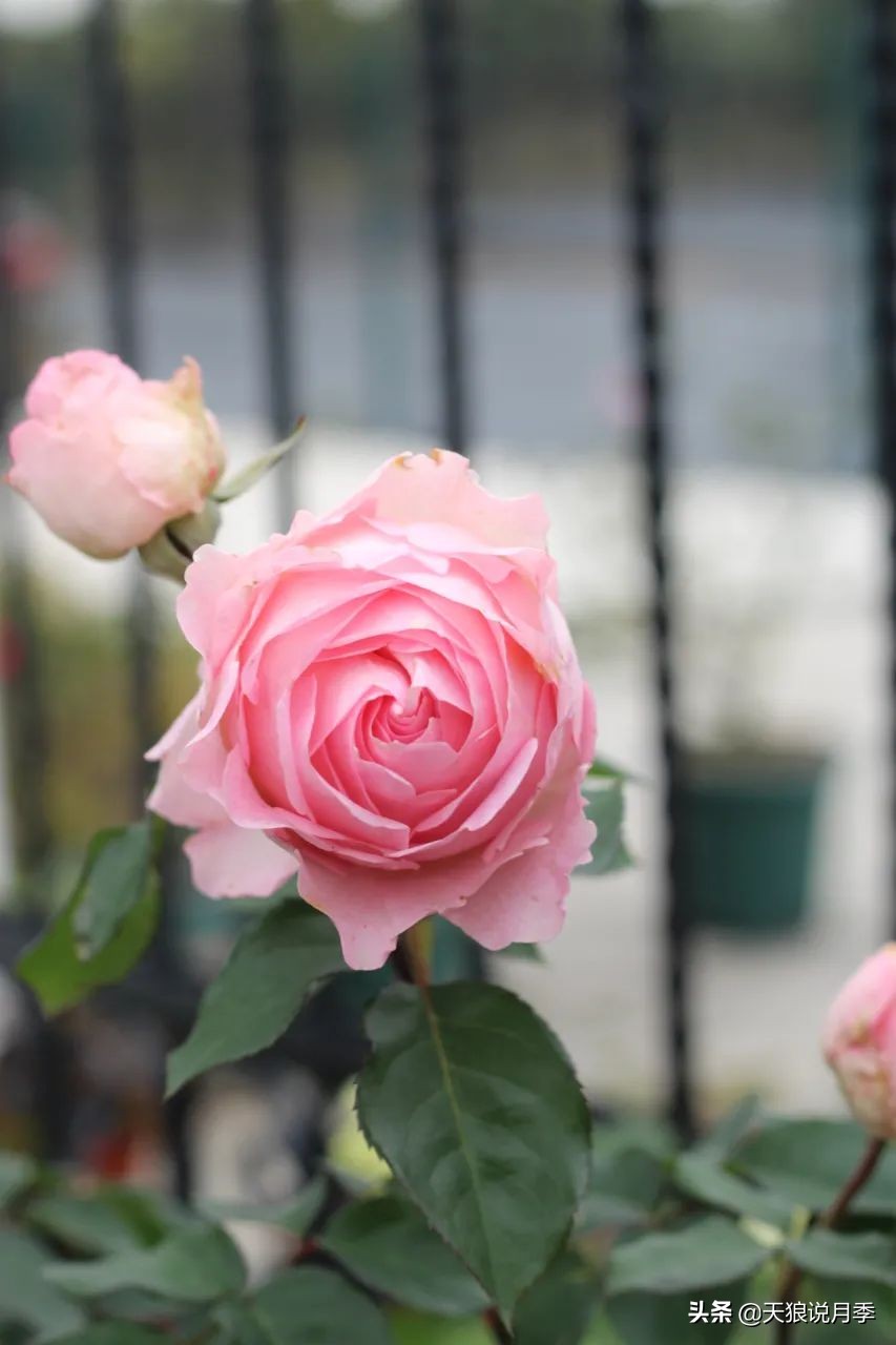 不用修剪的月季,不用打药的月季