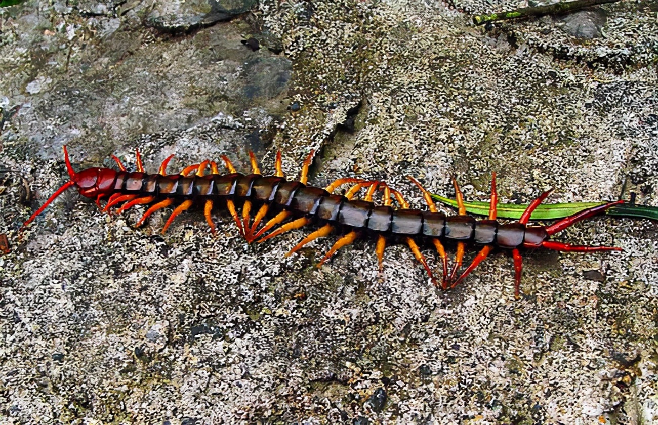 巨大的蜈蚣灭绝了么,地球上是否真的存在巨型蜈蚣