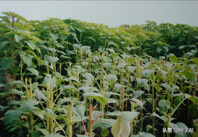 籽粒苋的栽培技术,籽粒苋亩产