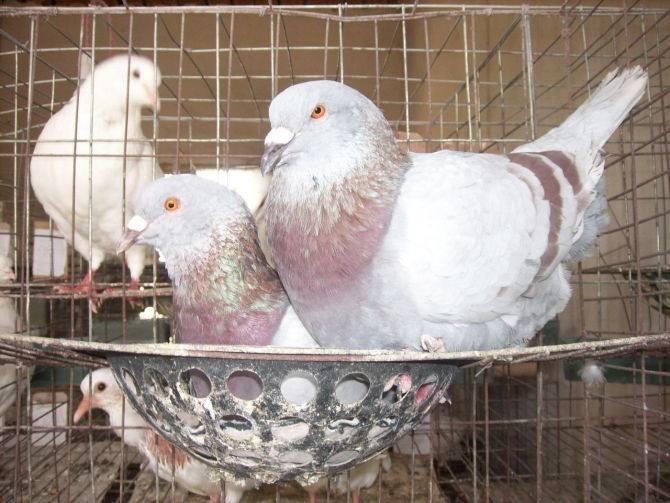 治鸽病特效药,不用鸽药治鸽病的技巧