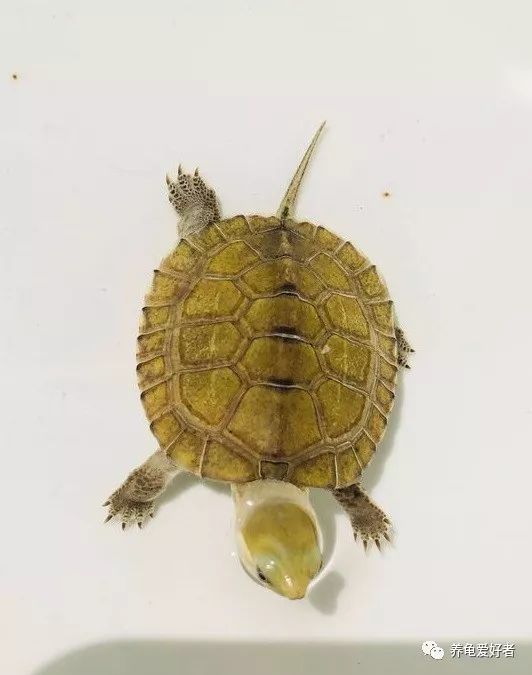 新手养龟要注意的事件,新手养龟最忌讳的东西