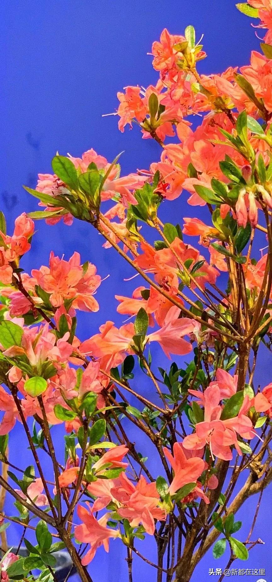 三圣花卉市场正规吗,三圣乡花卉市场今日现状