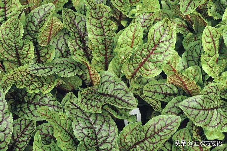 欧洲十大奇怪蔬菜 (欧洲冷门蔬菜)