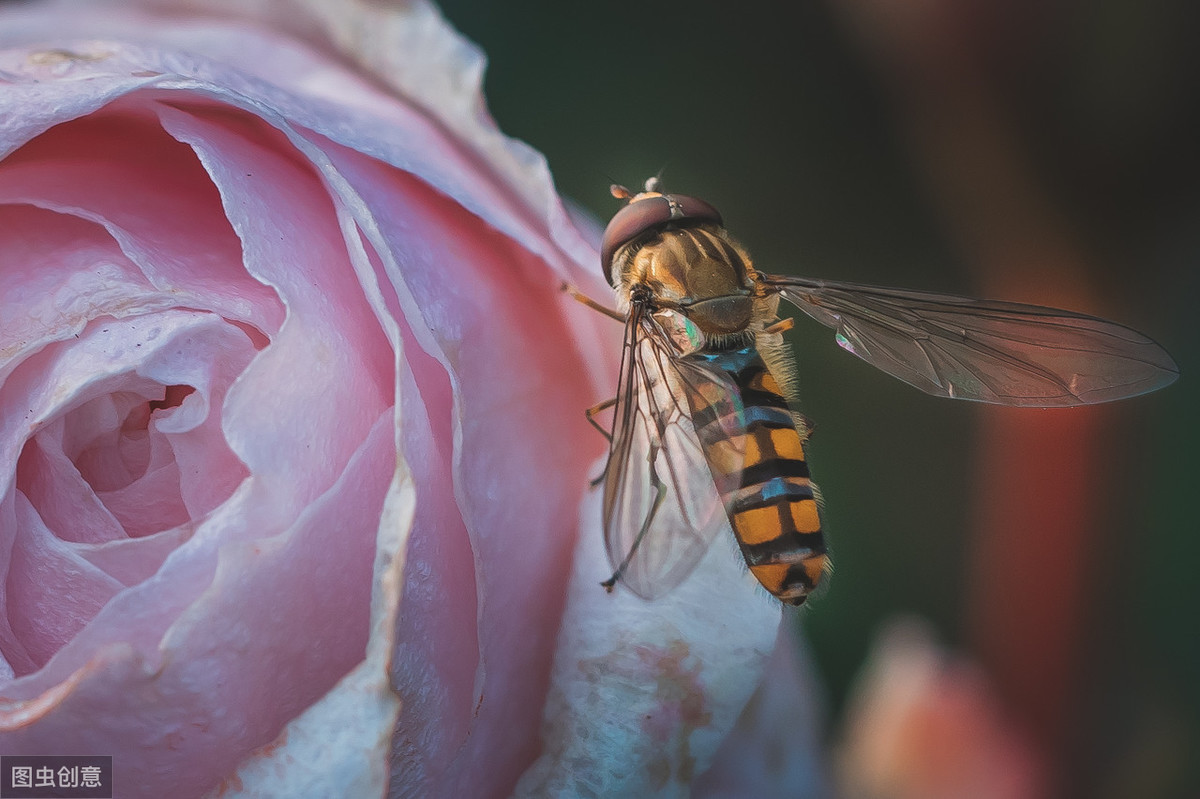 长得像蜜蜂确是苍蝇的亲戚,行为又是益虫的一种生物——食蚜蝇