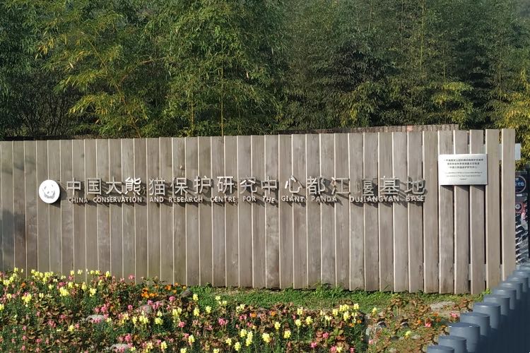 在四川哪里碰见熊猫几率比较大,成都市区出现野生熊猫