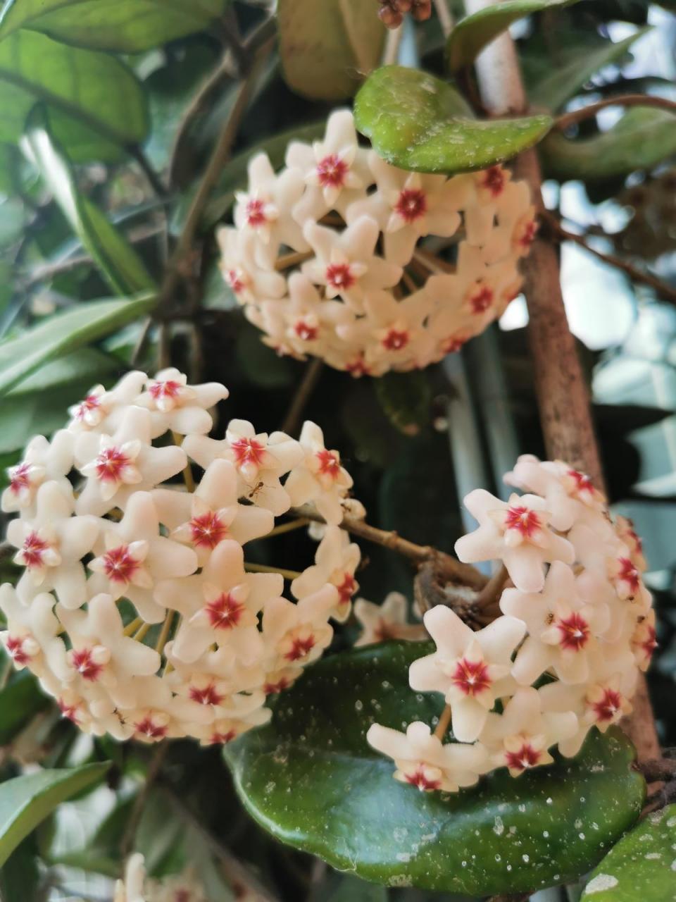 阳台如何养非洲堇,非洲堇怎么养开花多