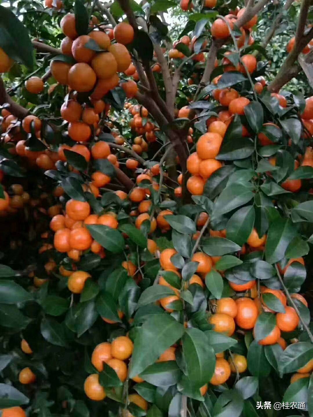 广西沙糖桔严选,优果优品沙糖桔