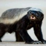 动物界的平头哥是怎么火的,平头哥动物界的扛把子