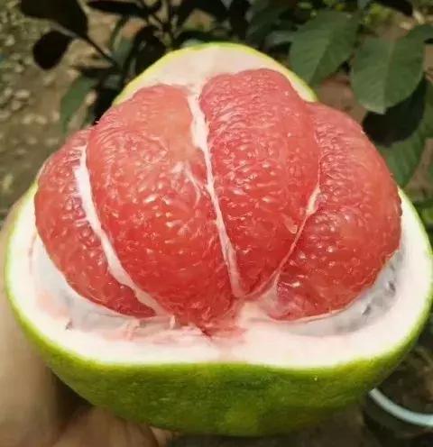 泰国红宝石青皮柚种植技术,泰国红宝石柚和泰国三红柚区别